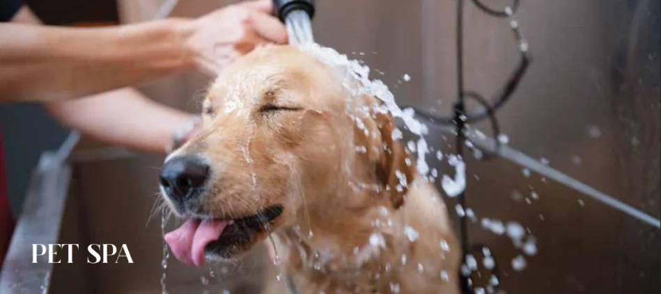 pet spa